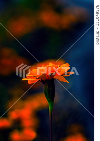 光を浴びて輝くオレンジ色のマリーゴールド 131049576