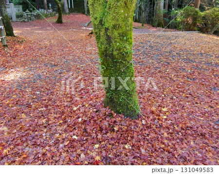 今熊野観音寺 今熊野観音寺 131049583