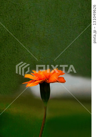 一輪のオレンジ色のマリーゴールドの花 131049626