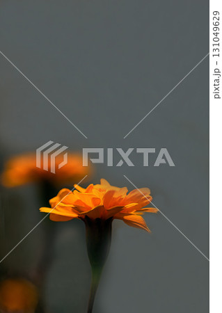 黄色いマリーゴールド 131049629