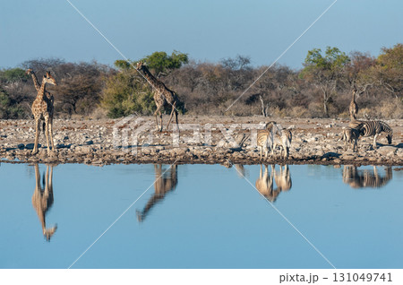 Giraffes Drinking at a Waterhole Giraffes Drinking at a Waterhole 131049741