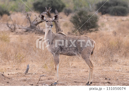 メスのクドゥ 131050074