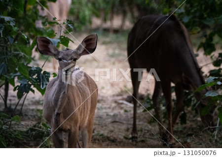 メスのクドゥ 131050076