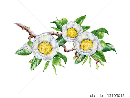 White camellia tree branch with flowers and leaves hand drawn vintage style watercolor illustration. Blooming camellia twig element with tender white blossoms isolated on white background White camellia tree branch with flowers and leaves hand drawn vintage style watercolor illustration. Blooming camellia twig element with tender white blossoms isolated on white background 131050124