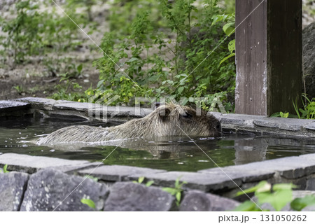 水に浸かるカピバラ 水に浸かるカピバラ 131050262