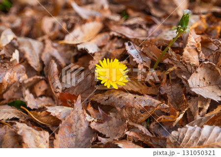 枯れ葉の下から花を咲かせた黄色いタンポポ 枯れ葉の下から花を咲かせた黄色いタンポポ 131050321