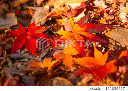 紅葉したモミジの落ち葉(D) 紅葉したモミジの落ち葉(D) 131050667