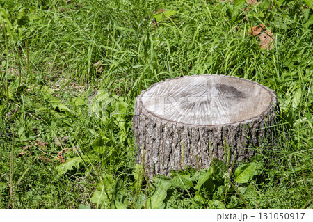 切り株 131050917