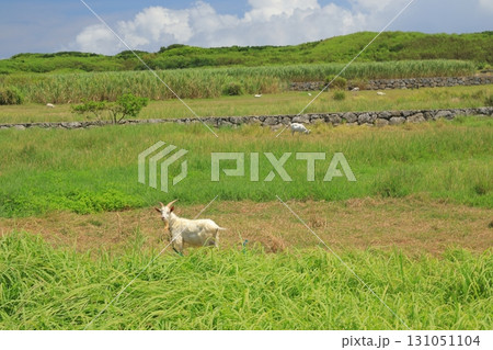 放牧されている波照間島のヤギたち 131051104