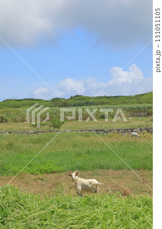 波照間島の放牧されているヤギの姿 波照間島の放牧されているヤギの姿 131051105