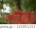 秋の訪れ 131051153