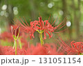秋の訪れ 131051154