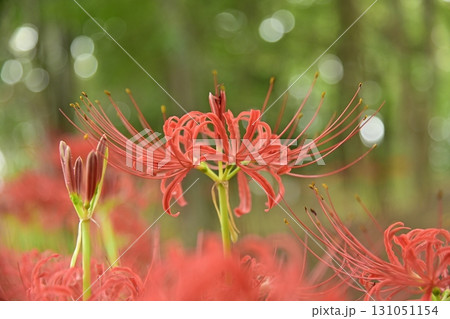 秋の訪れ 131051154