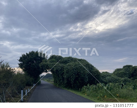 空に伸びる道と緑のトンネル 131051777