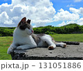 青空の下で日向ぼっこする猫 131051886