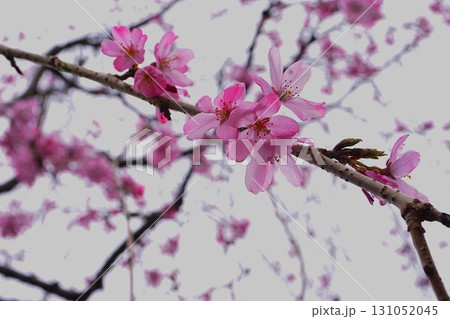 春を告げる満開の桜の花 131052045