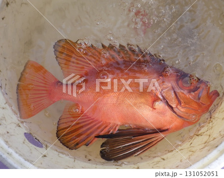 チカメキントキダイ釣れたよ チカメキントキダイ釣れたよ 131052051