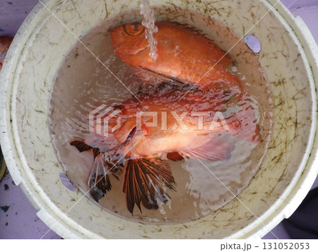 チカメキントキダイ釣れたよ チカメキントキダイ釣れたよ 131052053