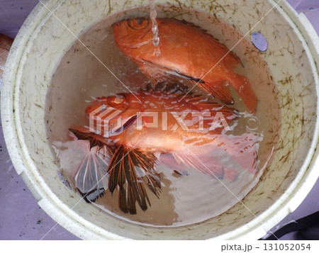 チカメキントキダイ釣れたよ 131052054