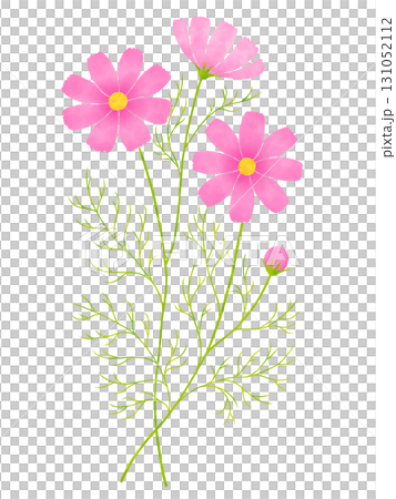 Watercolor style cosmos flowers 131052112