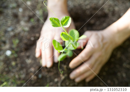豆の苗を植える 豆の苗を植える 131052310