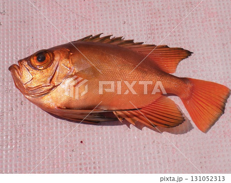 チカメキントキダイが釣れたよ 131052313