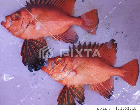 チカメキントキダイが釣れたよ 131052319