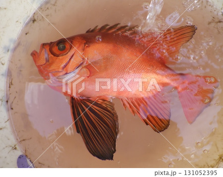 チカメキントキ釣れたよ チカメキントキ釣れたよ 131052395