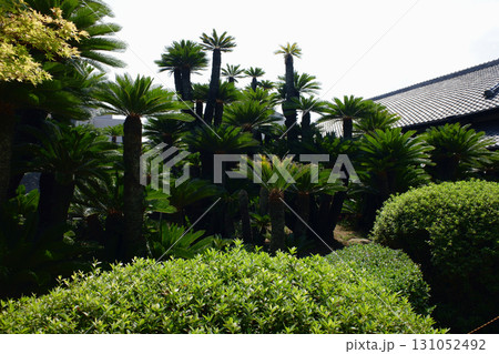 香川県　高松城跡　披雲閣の蘇鉄 131052492