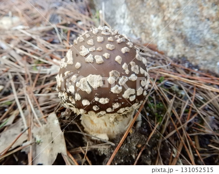 テングタケ テングタケ 131052515