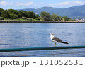 函館港の海を見ながらたたずむウミドリ 131052531