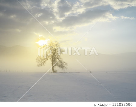 朝焼けの朝霧立ち込める千曲川の雪原に佇む一本の樹 131052596