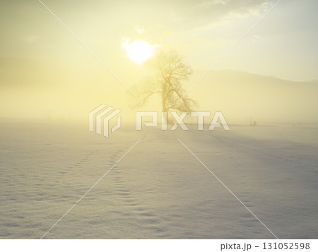 朝焼けの朝霧立ち込める千曲川の雪原に佇む一本の樹 131052598