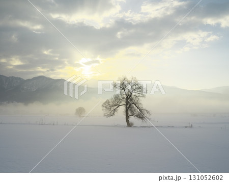 朝焼けの朝霧立ち込める千曲川の雪原に佇む一本の樹 131052602