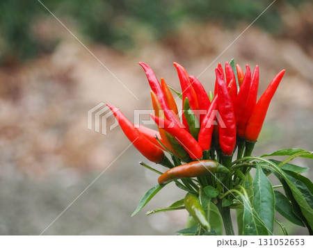家庭菜園の唐辛子 131052653