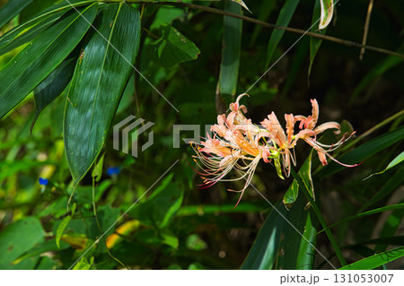 石塔・石仏と彼岸花 石塔・石仏と彼岸花 131053007