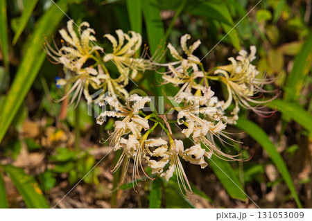 石塔・石仏と彼岸花 石塔・石仏と彼岸花 131053009