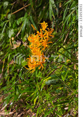 石塔・石仏と彼岸花 石塔・石仏と彼岸花 131053031