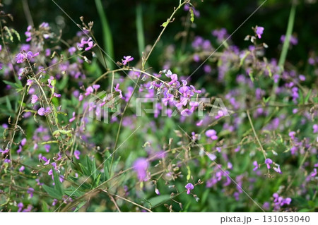 アレチヌスビトハギの花 アレチヌスビトハギの花 131053040