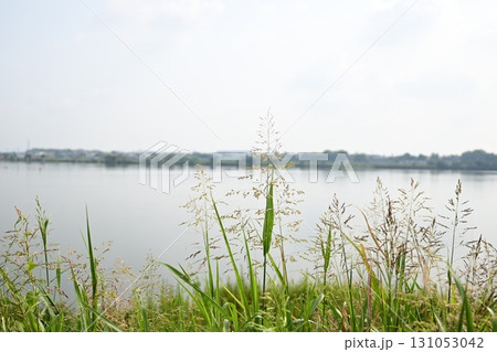 植物越しの灰色の空と油ヶ淵 131053042