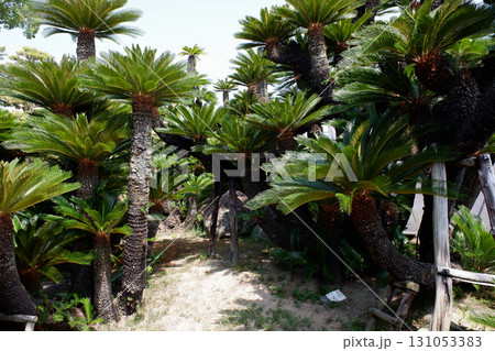 香川県　高松城跡　披雲閣の蘇鉄 131053383