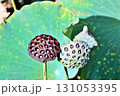 花の終わった蓮の花托 131053395