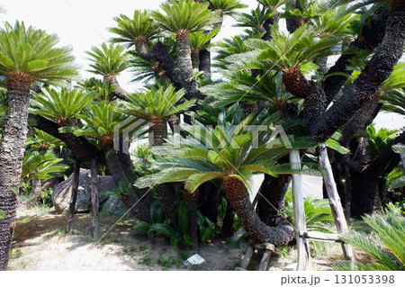 香川県　高松城跡　披雲閣の蘇鉄 131053398