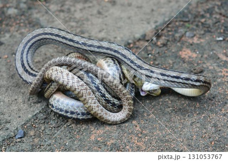 蛇の交尾 131053767