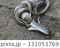 蛇の交尾 131053769