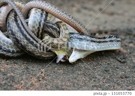 蛇の交尾 131053770