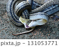 蛇の交尾 131053771