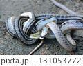 蛇の交尾 131053772