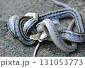 蛇の交尾 131053773