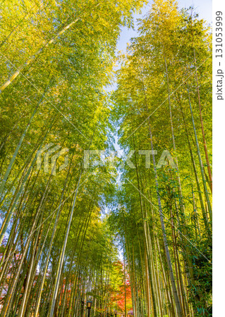 【静岡県】修善寺温泉 桂川の紅葉 【静岡県】修善寺温泉 桂川の紅葉 131053999